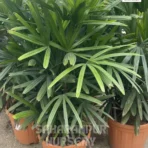 Lady Palm, Rhapis excelsa, Ornamental Tree, Landscaping Tree, Saharanpur Nursery Wholesale plant supplier, nursery in India, Landscaping company