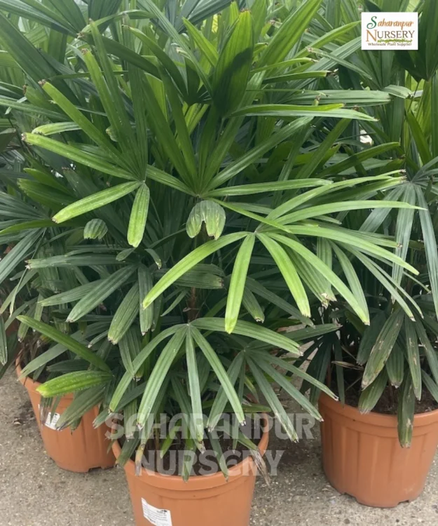 Lady Palm, Rhapis excelsa, Ornamental Tree, Landscaping Tree, Saharanpur Nursery Wholesale plant supplier, nursery in India, Landscaping company