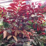 Laila Majnu Plant, Excoecaria cochinchinensis, Chinese Croton, Jungle Fire plant, Saharanpur Nursery Wholesale plant supplier, nursery in India, Landscaping company