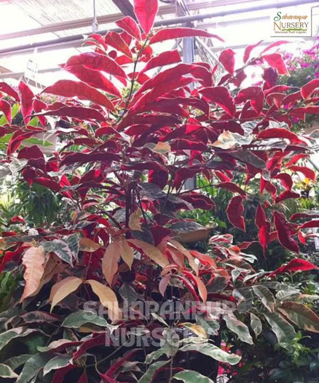 Laila Majnu Plant, Excoecaria cochinchinensis, Chinese Croton, Jungle Fire plant, Saharanpur Nursery Wholesale plant supplier, nursery in India, Landscaping company