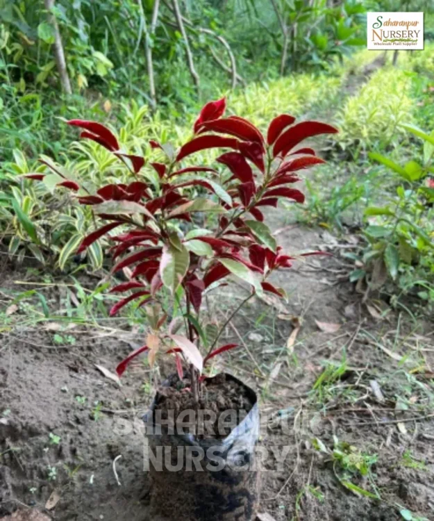 Laila Majnu Plant, Excoecaria cochinchinensis, Chinese Croton, Jungle Fire plant, Saharanpur Nursery Wholesale plant supplier, nursery in India, Landscaping company