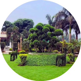 Landscaping Plants