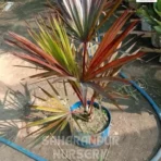 Latina Palm, Latania lontaroides,Latan Palm, Red latan Palm, Latania Palm, ornamental tree, landscaping plant, Saharanpur Nursery wholesale plant supplier, nursery in India, Landscaping company