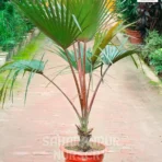 Latina Palm Tree, Latania lontaroides,Latan Palm, Red latan Palm, Latania Palm, ornamental tree, landscaping plant, Saharanpur Nursery wholesale plant supplier, nursery in India, Landscaping company