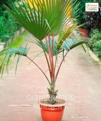 Latina Palm Tree, Latania lontaroides,Latan Palm, Red latan Palm, Latania Palm, ornamental tree, landscaping plant, Saharanpur Nursery wholesale plant supplier, nursery in India, Landscaping company