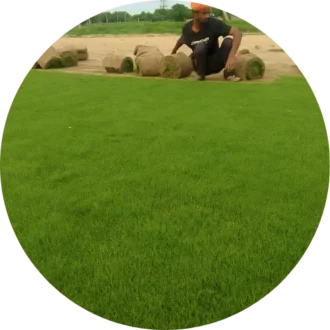Natural Lawn Grass