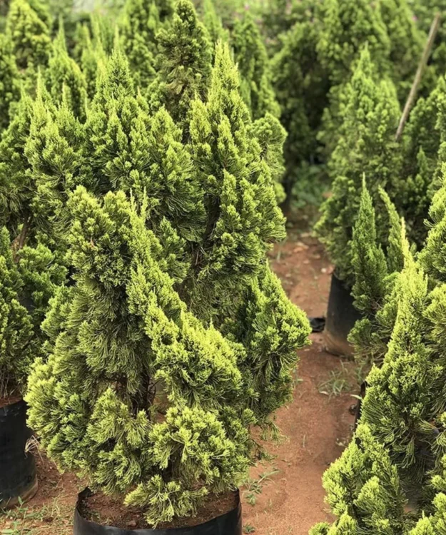 London Pine Tree, Pinus Putola, Platanus × hispanica, Ornamental Tree, Landscaping tree, Saharanpur Nursery Wholesale plant supplier, nursery in India, Landscaping company