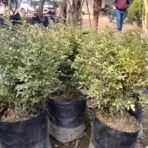 Madhukamini Plant, Murraya Paniculata, Orange Jessamine, Chinese Box, Ornamental Plant, Landscaping Plant, Shrubs, Flower, Hedge, Saharanpur Nursery, Wholesale Nursery Plant Supplier, Wholesale Plant Supplier, Nursery in India, Wholesale Nursery Plants, Wholesale Plant Nursery, Landscaping Company in India, Plant Exporter in India