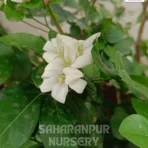 Madhukamini Plant, Murraya paniculata, Orange Jessamine, Chinese Box , Saharanpur Nursery Wholesale plant supplier, nursery in India, Landscaping company