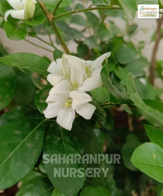 Madhukamini Plant, Murraya paniculata, Orange Jessamine, Chinese Box , Saharanpur Nursery Wholesale plant supplier, nursery in India, Landscaping company