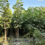 Mahogany Tree, Swietenia Macrophylla, Ornamental Tree, Landscaping Tree, Saharanpur Nursery Wholesale plant supplier, nursery in India, Landscaping company