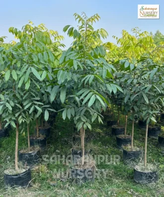 Mahogany Tree, Swietenia Macrophylla, Ornamental Tree, Landscaping Tree, Saharanpur Nursery Wholesale plant supplier, nursery in India, Landscaping company