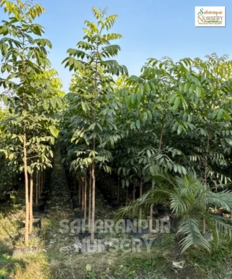 Mahogany Tree, Swietenia Macrophylla, Ornamental Tree, Landscaping Tree, Saharanpur Nursery Wholesale plant supplier, nursery in India, Landscaping company