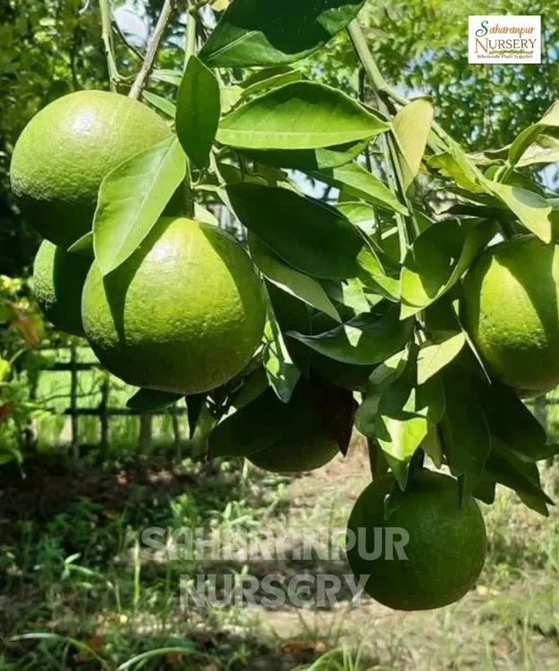 Vietnam Malta Mosumbi Plant, Citrus Limetta, Red-Fleshed Fruit Plant, Saharanpur Nursery Wholesale plant supplier, nursery in India, Landscaping company
