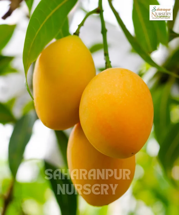 Amrapali Mango Tree, Mangifera indica, Grafted Mango Plant, Aam Amrapalli, Saharanpur Nursery Wholesale plant supplier, nursery in India, Landscaping company