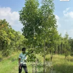 Mimusops Elengi , Spanish Cherry Tree, Bakul Tree, Maulsari Tree, Saharanpur Nursery Wholesale plant supplier, nursery in India, Landscaping company