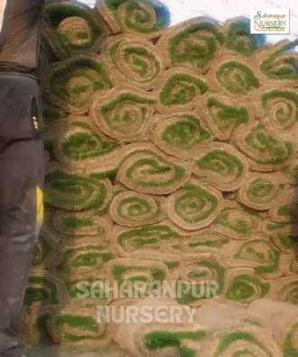 Mexican Grass, Zoysia tenuifolia, Saharanpur Nursery Wholesale plant supplier, nursery in India, Landscaping company