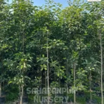 Mimusops Elengi , Spanish Cherry Tree, Bakul Tree, Maulsari Tree, Saharanpur Nursery Wholesale plant supplier, nursery in India, Landscaping company