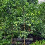 Mimusops Elengi , Spanish Cherry Tree, Bakul Tree, Maulsari Tree, Saharanpur Nursery Wholesale plant supplier, nursery in India, Landscaping company
