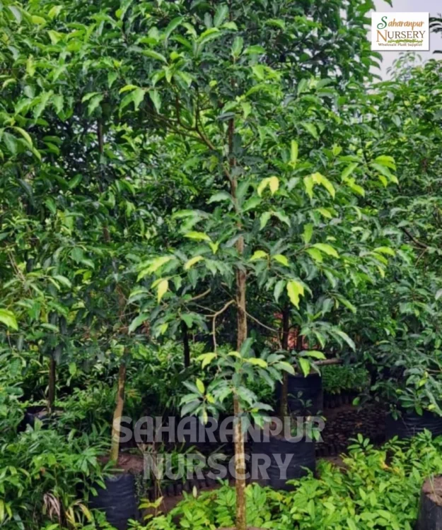 Mimusops Elengi , Spanish Cherry Tree, Bakul Tree, Maulsari Tree, Saharanpur Nursery Wholesale plant supplier, nursery in India, Landscaping company