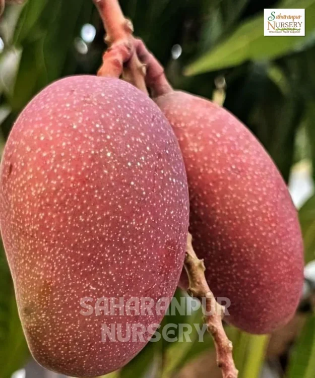 Miyazaki Mango Plant, Taiyo no Tamago, Egg of the Sun Mango Plant, Saharanpur Nursery Wholesale plant supplier, nursery in India, Landscaping company