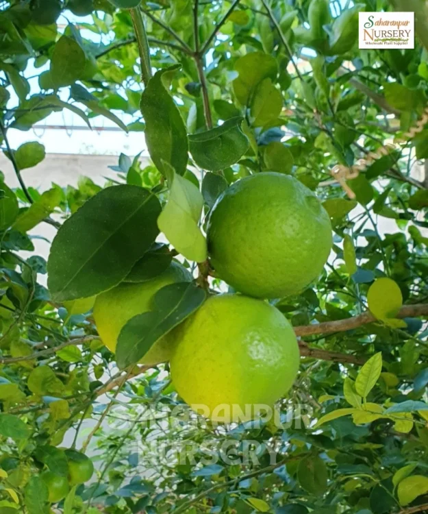 Mosumbi fruit Plant Mosumbi Fruit Plant, Citrus Limetta , Sweet Lime Plant, Sweet Lemon Plant, Saharanpur Nursery Wholesale plant supplier, nursery in India, Landscaping company