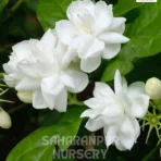 Motia Plant, Jasminum sambac, Mogra, Arabian Jasmine, Saharanpur Nursery Wholesale plant supplier, nursery in India, Landscaping company