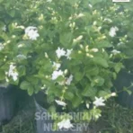 Motia Plant, Jasminum sambac, Mogra, Arabian Jasmine, Saharanpur Nursery Wholesale plant supplier, nursery in India, Landscaping company