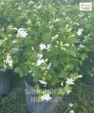 Motia Plant (2) Motia Plant, Jasminum sambac, Mogra, Arabian Jasmine, Saharanpur Nursery Wholesale plant supplier, nursery in India, Landscaping company