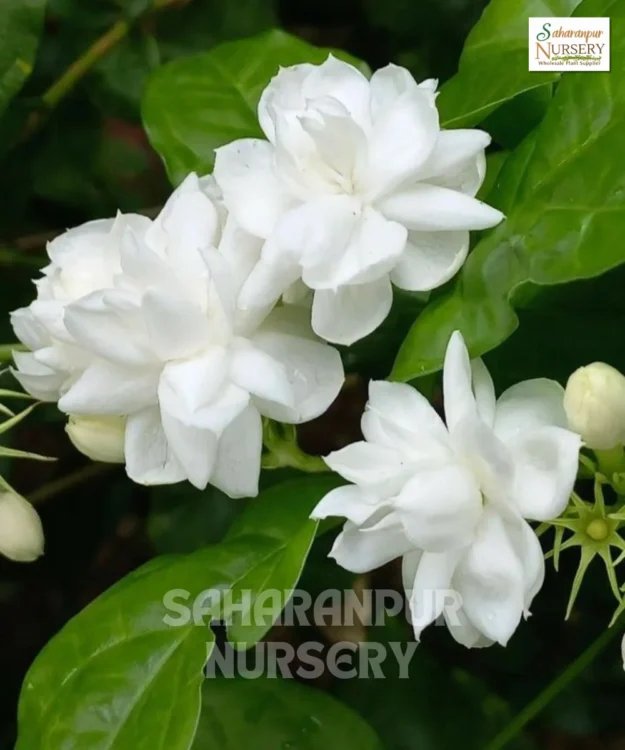 Motia Plant, Jasminum sambac, Mogra, Arabian Jasmine, Saharanpur Nursery Wholesale plant supplier, nursery in India, Landscaping company