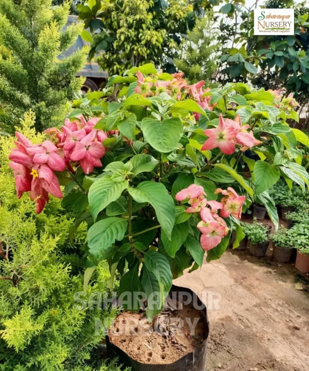 Mussaenda , Mussaenda erythrophylla, Ashanti blood, red flag bush, Saharanpur Nursery