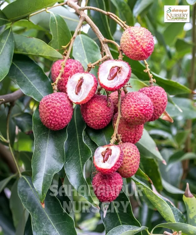 Muzaffarpur Litchi Plant, Litchi Chinensis, Royal Jewel Litchi Tree, Saharanpur Nursery Wholesale plant supplier, nursery in India, Landscaping company