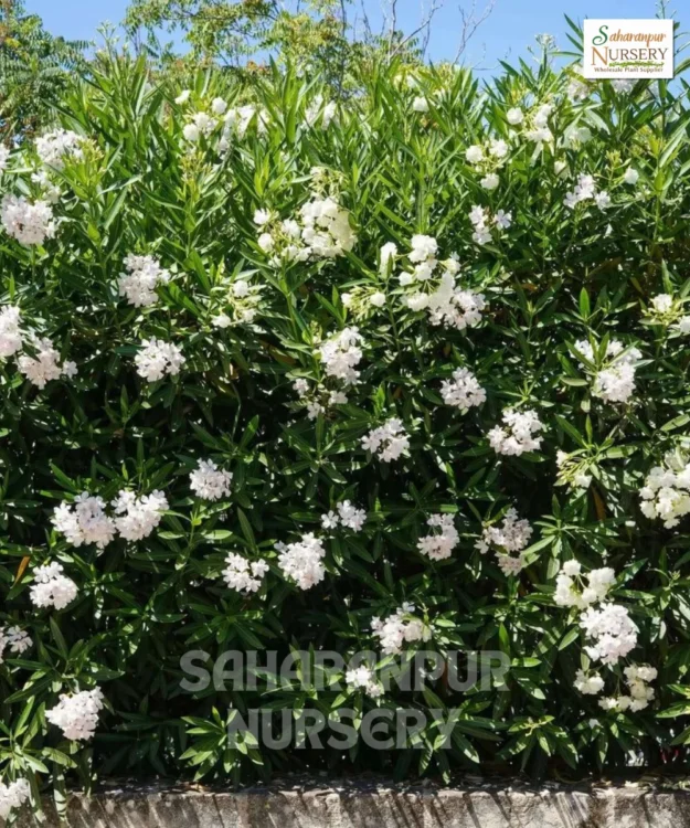 Nerium Oleander, Oleander, Rosebay, Rose Laurel Kaner , Saharanpur Nursery Wholesale plant supplier, nursery in India, Landscaping company