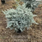Nikadevia Plant, Leucophyllum frutescens , Texas Sage, Cenizo, Barometer Bush, Saharanpur Nursery Wholesale plant supplier, nursery in India, Landscaping company