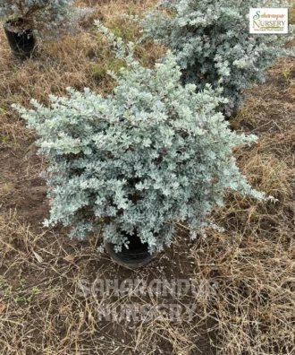 Nikadevia Plant, Leucophyllum frutescens , Texas Sage, Cenizo, Barometer Bush, Saharanpur Nursery Wholesale plant supplier, nursery in India, Landscaping company