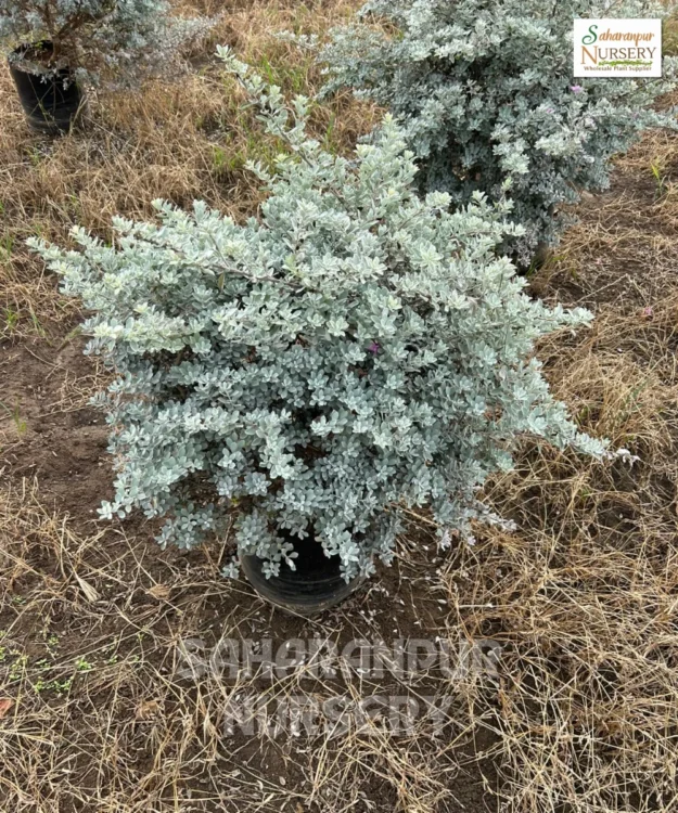 Nikadevia Plant, Leucophyllum frutescens , Texas Sage, Cenizo, Barometer Bush, Saharanpur Nursery Wholesale plant supplier, nursery in India, Landscaping company