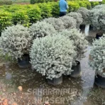 Nikadevia Ball Shape, leucophyllum plant, Nikotia, Texas Sage, Purple Sage, Barometer Bush