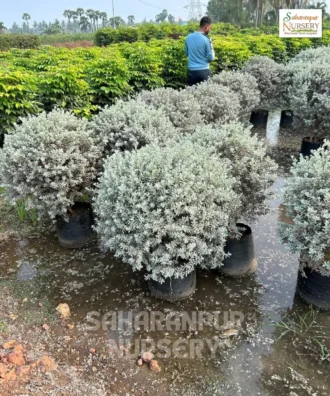 Nikadevia Ball Shape, leucophyllum plant, Nikotia, Texas Sage, Purple Sage, Barometer Bush