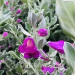 Nikadevia Plant, Leucophyllum frutescens , Texas Sage, Cenizo, Barometer Bush, Saharanpur Nursery Wholesale plant supplier, nursery in India, Landscaping company