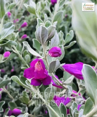 Nikadevia Plant, Leucophyllum frutescens , Texas Sage, Cenizo, Barometer Bush, Saharanpur Nursery Wholesale plant supplier, nursery in India, Landscaping company