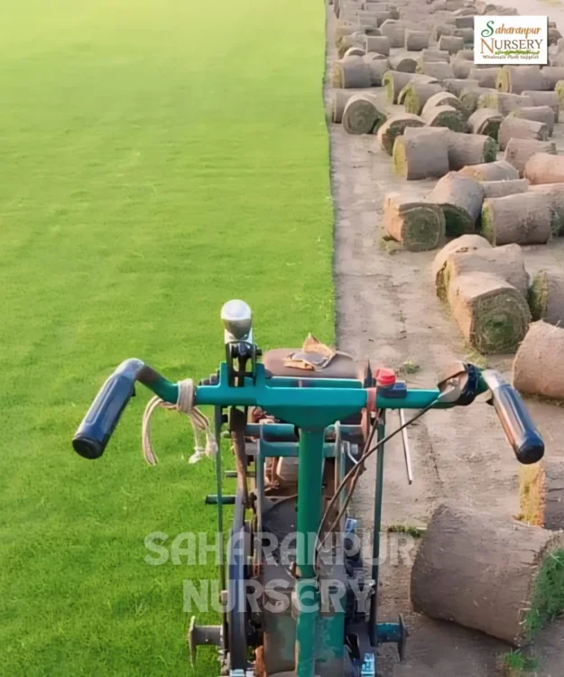 Nilgiri Grass, Axonopus compressus, Saharanpur Nursery Wholesale plant supplier, nursery in India, Landscaping company