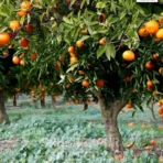 Orange Tree, Citrus Sinensis, Pomelo Plant, Saharanpur Nursery Wholesale plant supplier, nursery in India, Landscaping company