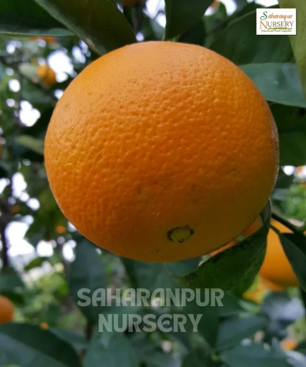 Orange Tree, Citrus Sinensis, Pomelo Plant, Saharanpur Nursery Wholesale plant supplier, nursery in India, Landscaping company