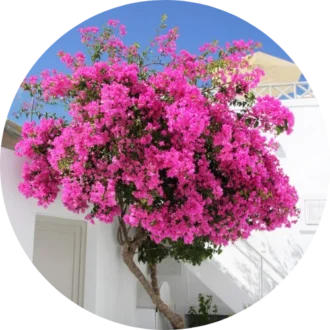 Ornamental Plants