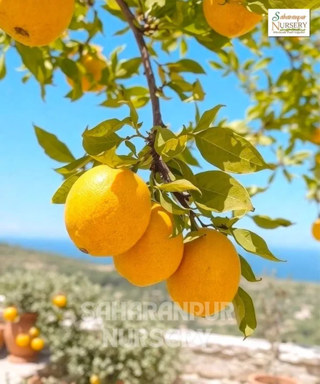 Pakistani Lemon Tree, Citrus Limon (L.) Osbeck, Kagzi Lemon, Saharanpur Nursery Wholesale plant supplier, nursery in India, Landscaping company