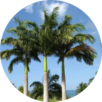 Palms