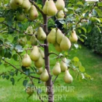 Indian Pear Plant, Pyrus Communis, Peach Grafted Plant , Saharanpur Nursery Wholesale plant supplier, nursery in India, Landscaping company