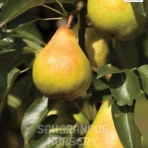 Indian Pear Plant, Pyrus Communis, Peach Grafted Plant , Saharanpur Nursery Wholesale plant supplier, nursery in India, Landscaping company