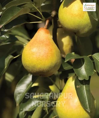 Indian Pear Plant, Pyrus Communis, Peach Grafted Plant , Saharanpur Nursery Wholesale plant supplier, nursery in India, Landscaping company