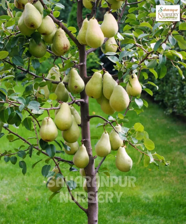 Indian Pear Plant, Pyrus Communis, Peach Grafted Plant , Saharanpur Nursery Wholesale plant supplier, nursery in India, Landscaping company